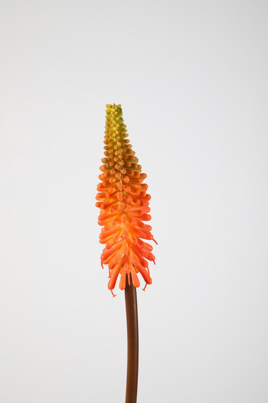 Kunstbloem Kniphofia (vuurpijl)